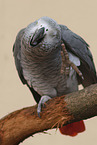African gray parrot