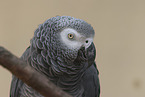 African gray parrot