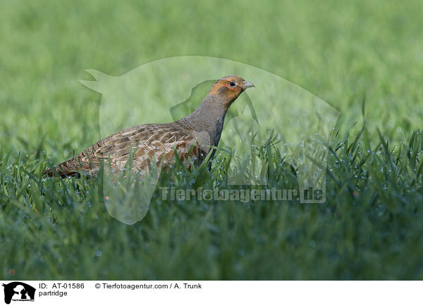 Rebhuhn / partridge / AT-01586