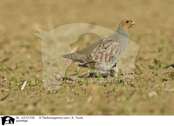 partridge / AT-01720