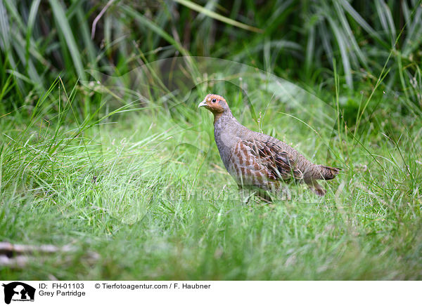 Rebhuhn / Grey Partridge / FH-01103