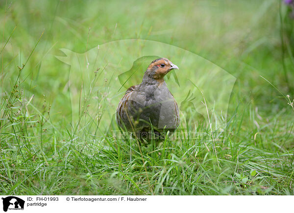 Rebhuhn / partridge / FH-01993