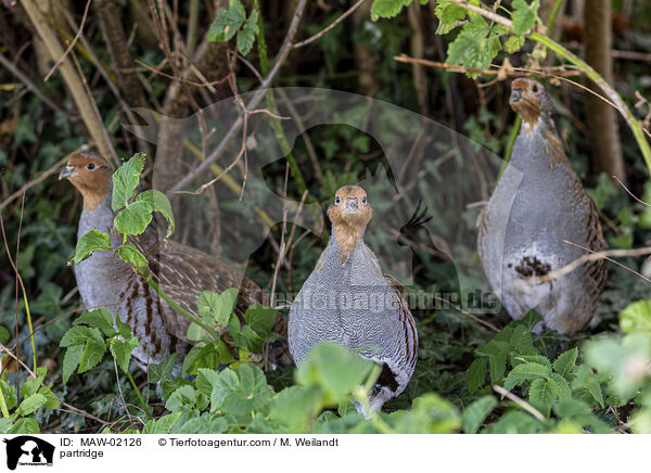 Rebhuhn / partridge / MAW-02126