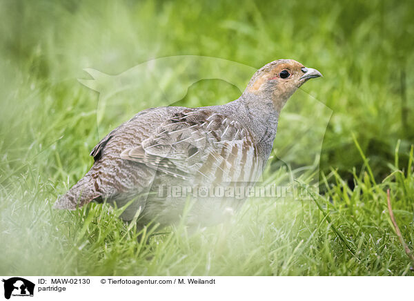 Rebhuhn / partridge / MAW-02130