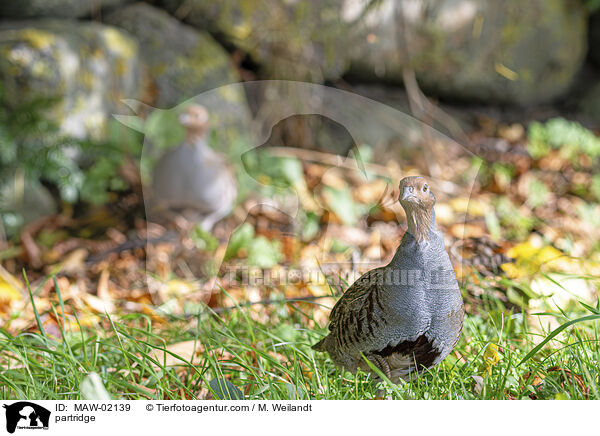 Rebhuhn / partridge / MAW-02139