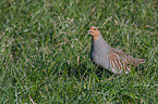 partridge