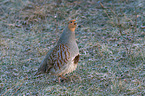 partridge