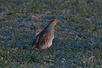 partridge