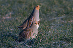 partridges