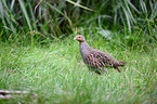 Grey Partridge