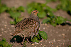 partridge