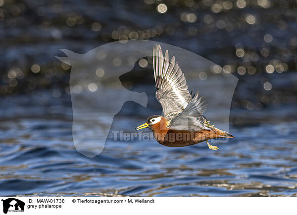 grey phalarope / MAW-01738