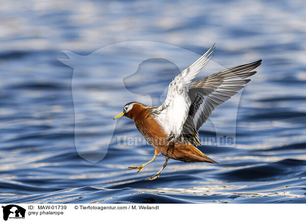 grey phalarope / MAW-01739