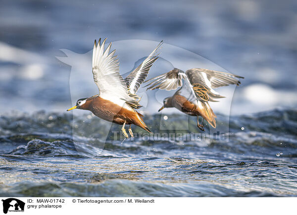 grey phalarope / MAW-01742