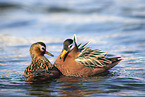 grey phalarope