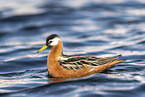 grey phalarope