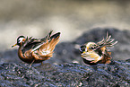 grey phalarope