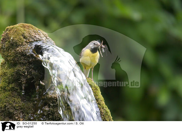 Gebirgsstelze / gray wagtail / SO-01250