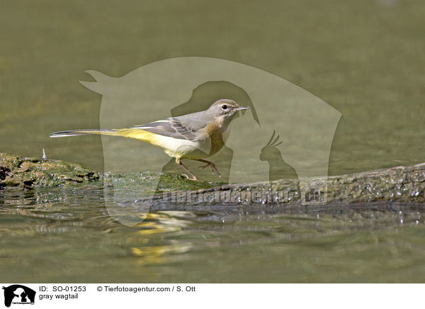 gray wagtail / SO-01253