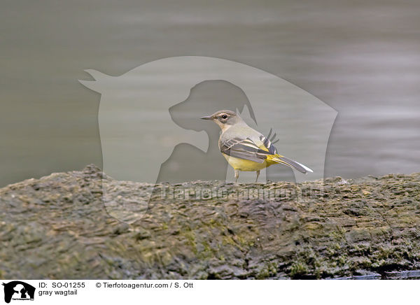 Gebirgsstelze / gray wagtail / SO-01255