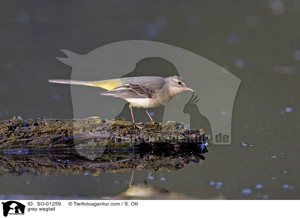 Gebirgsstelze / gray wagtail / SO-01259