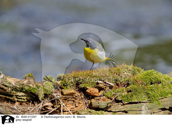 grey wagtail / BSK-01097