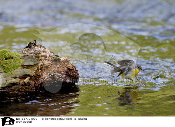 grey wagtail / BSK-01099
