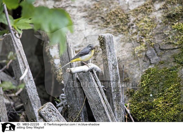 sitzende Gebirgsstelze / sitting Grey Wagtail / MBS-22226