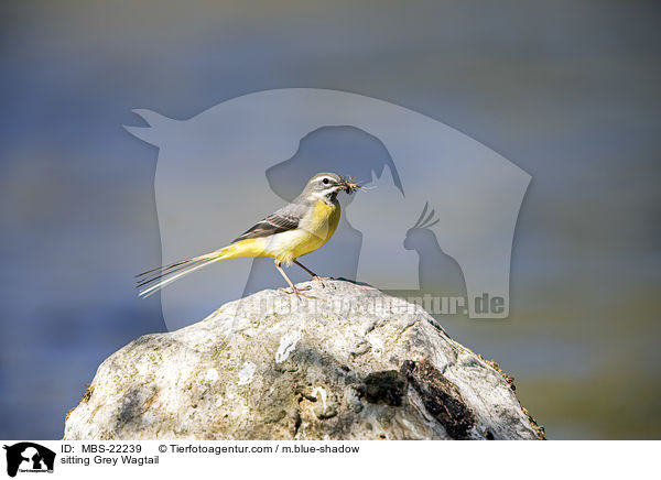 sitzende Gebirgsstelze / sitting Grey Wagtail / MBS-22239