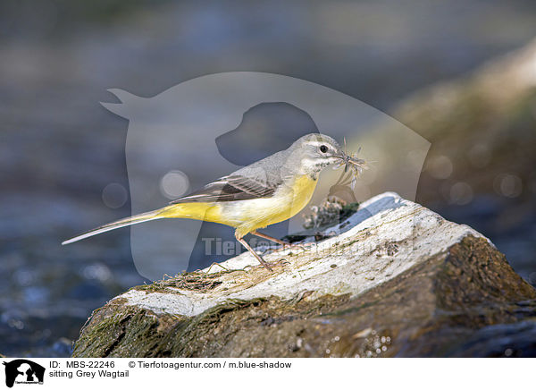 sitzende Gebirgsstelze / sitting Grey Wagtail / MBS-22246