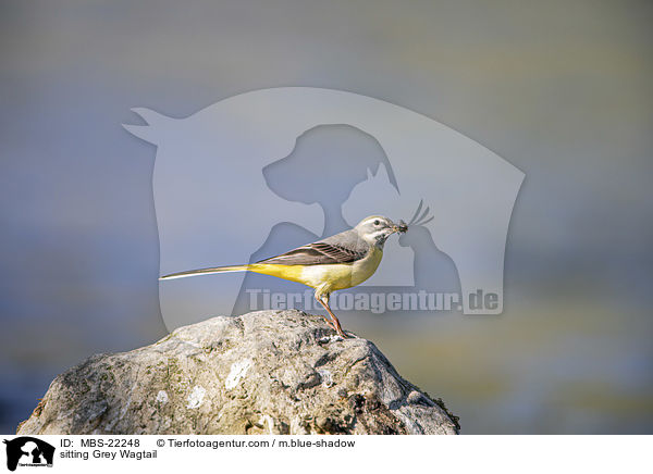 sitzende Gebirgsstelze / sitting Grey Wagtail / MBS-22248