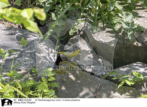 sitzende Gebirgsstelze / sitting Grey Wagtail / MBS-22252