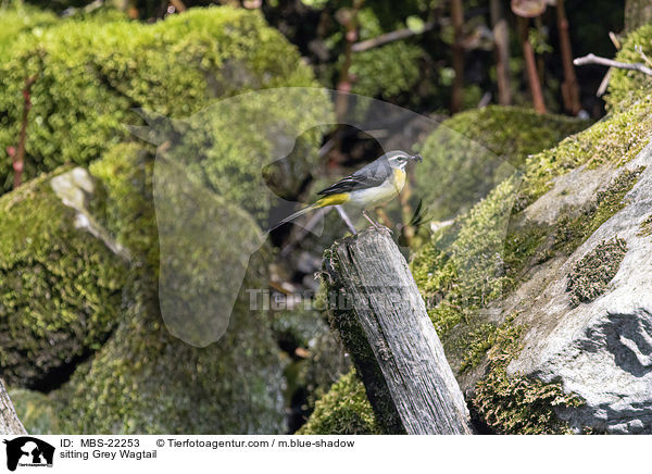 sitzende Gebirgsstelze / sitting Grey Wagtail / MBS-22253