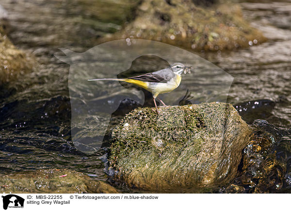sitzende Gebirgsstelze / sitting Grey Wagtail / MBS-22255