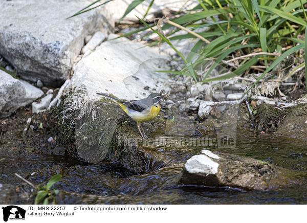 sitzende Gebirgsstelze / sitting Grey Wagtail / MBS-22257