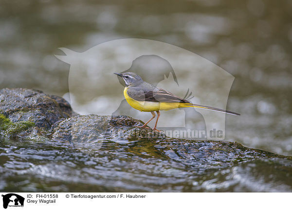 Gebirgsstelze / Grey Wagtail / FH-01558