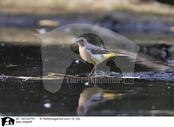 Gebirgsstelze / grey wagtail / SO-02751