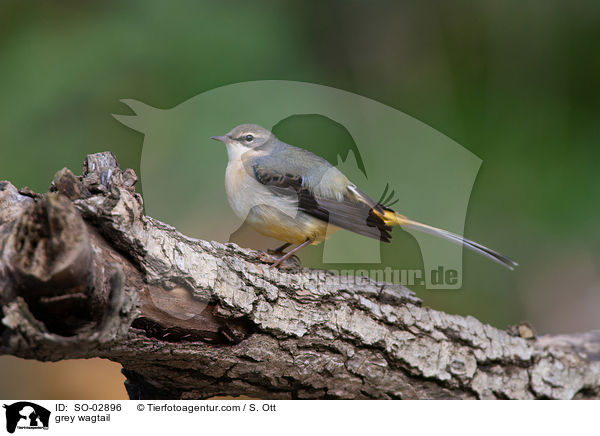 grey wagtail / SO-02896