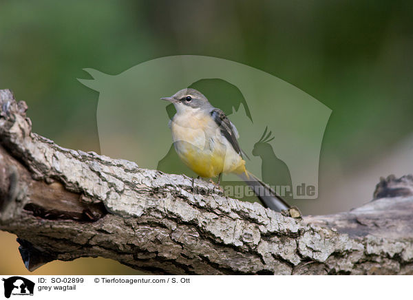 grey wagtail / SO-02899