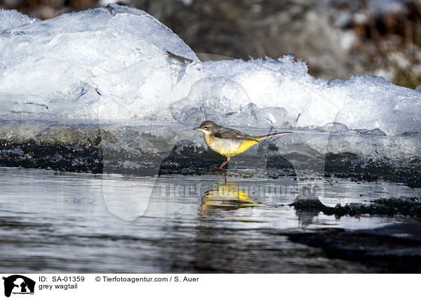 Gebirgsstelze / grey wagtail / SA-01359