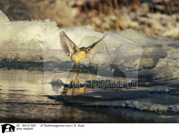 grey wagtail / SA-01360