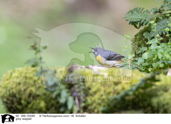 Gebirgsstelze / grey wagtail / WS-10595