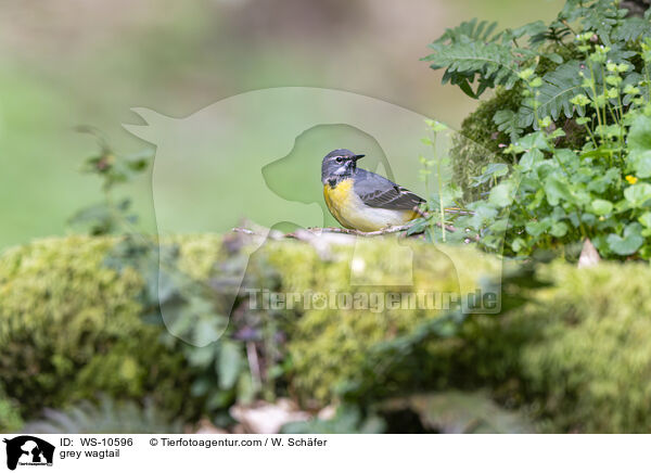 grey wagtail / WS-10596