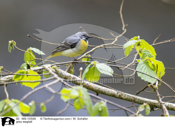 Gebirgsstelze / grey wagtail / WS-10599