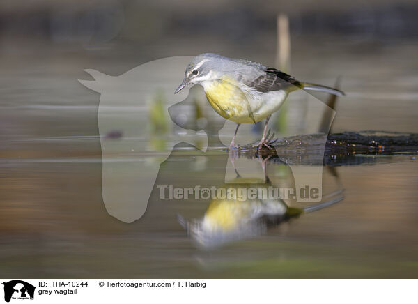 grey wagtail / THA-10244