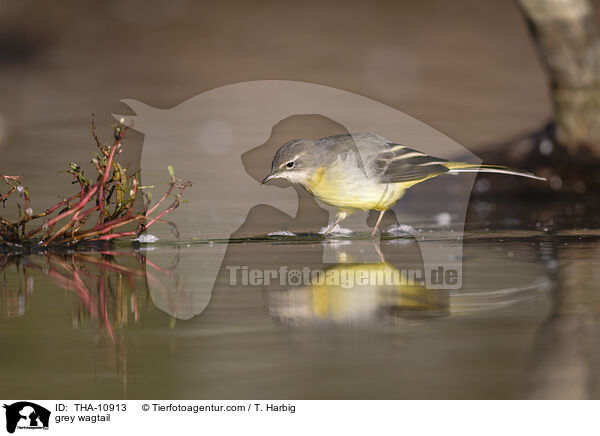 Gebirgsstelze / grey wagtail / THA-10913