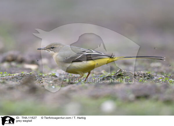 Gebirgsstelze / grey wagtail / THA-11627