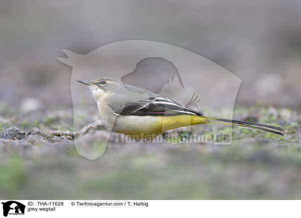 Gebirgsstelze / grey wagtail / THA-11628