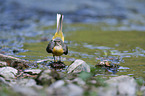 grey wagtail