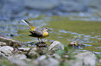 grey wagtail